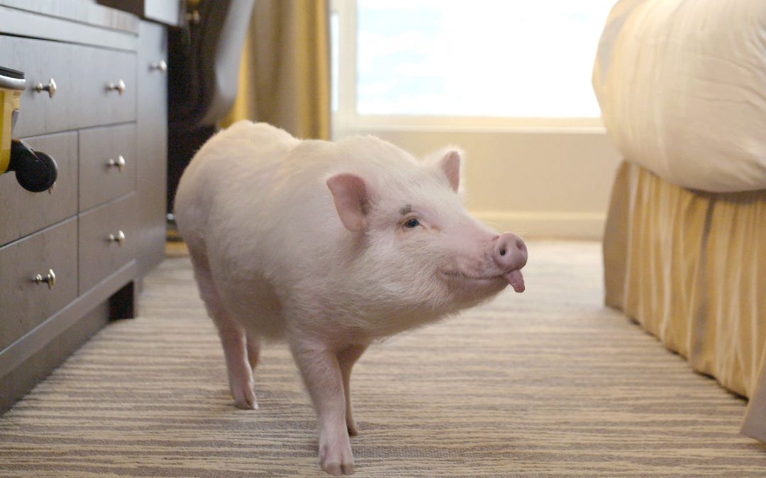 This Insta-Famous Pig Works Hard For The Likes