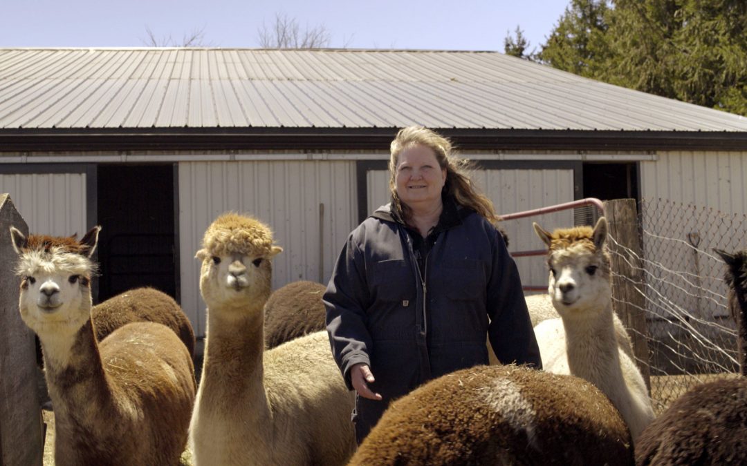 Electrician Turned Alpaca Farmer Makes a Career Out of Cuteness