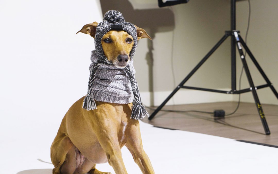 Iggy Joey: Model, Fashion Icon, and Italian Greyhound